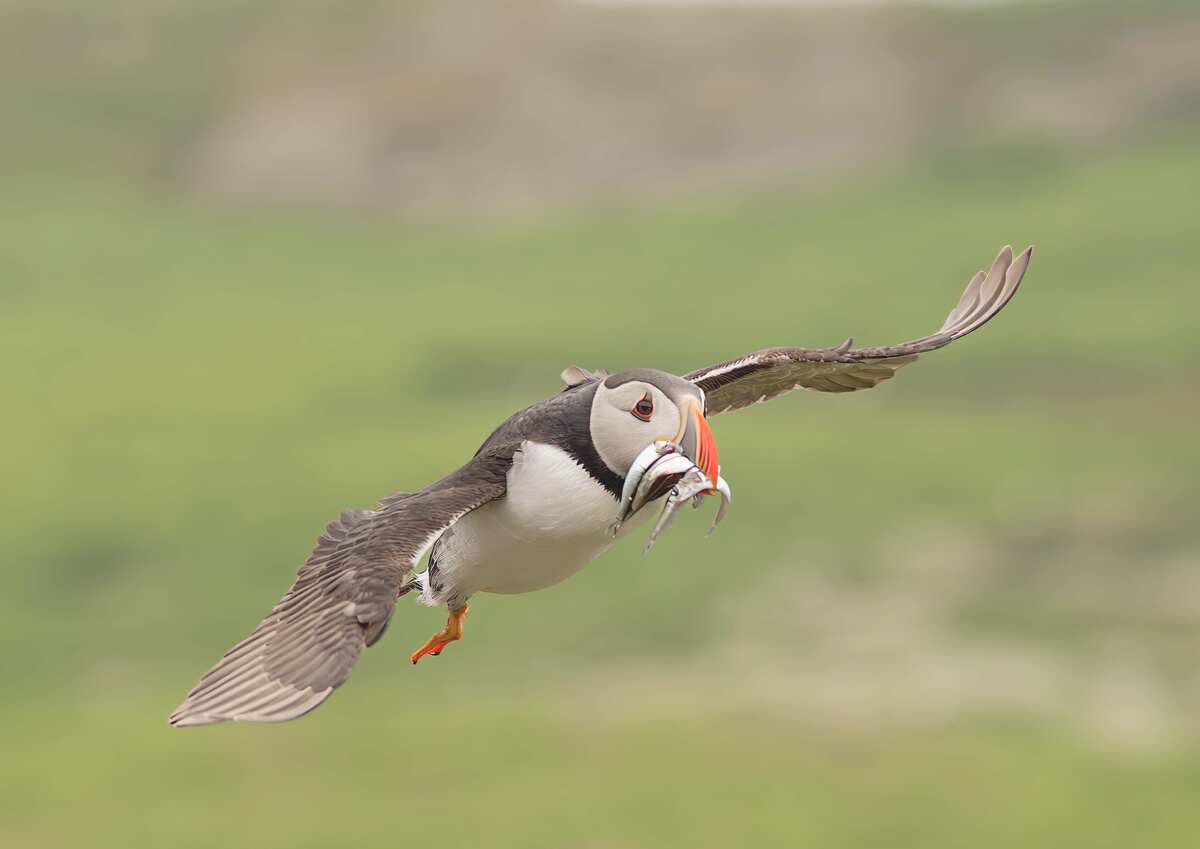 Puffin in Flight
